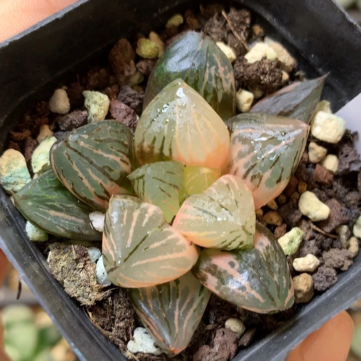 玉潭寿锦daiernvt