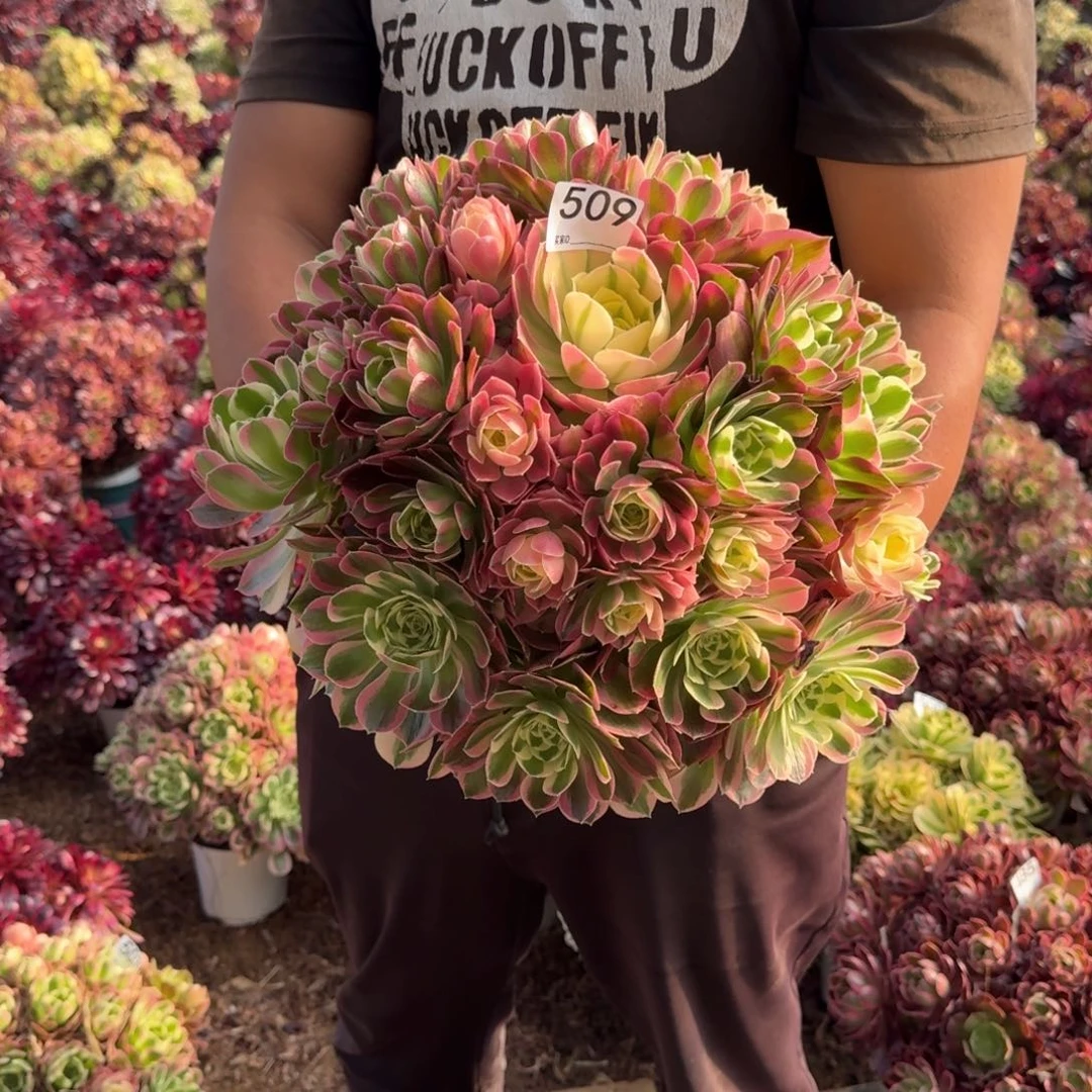 509白凤多肉植物