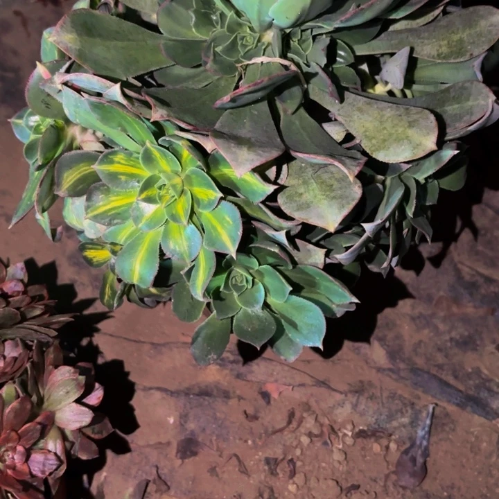 455黄中斑多肉植物不售后