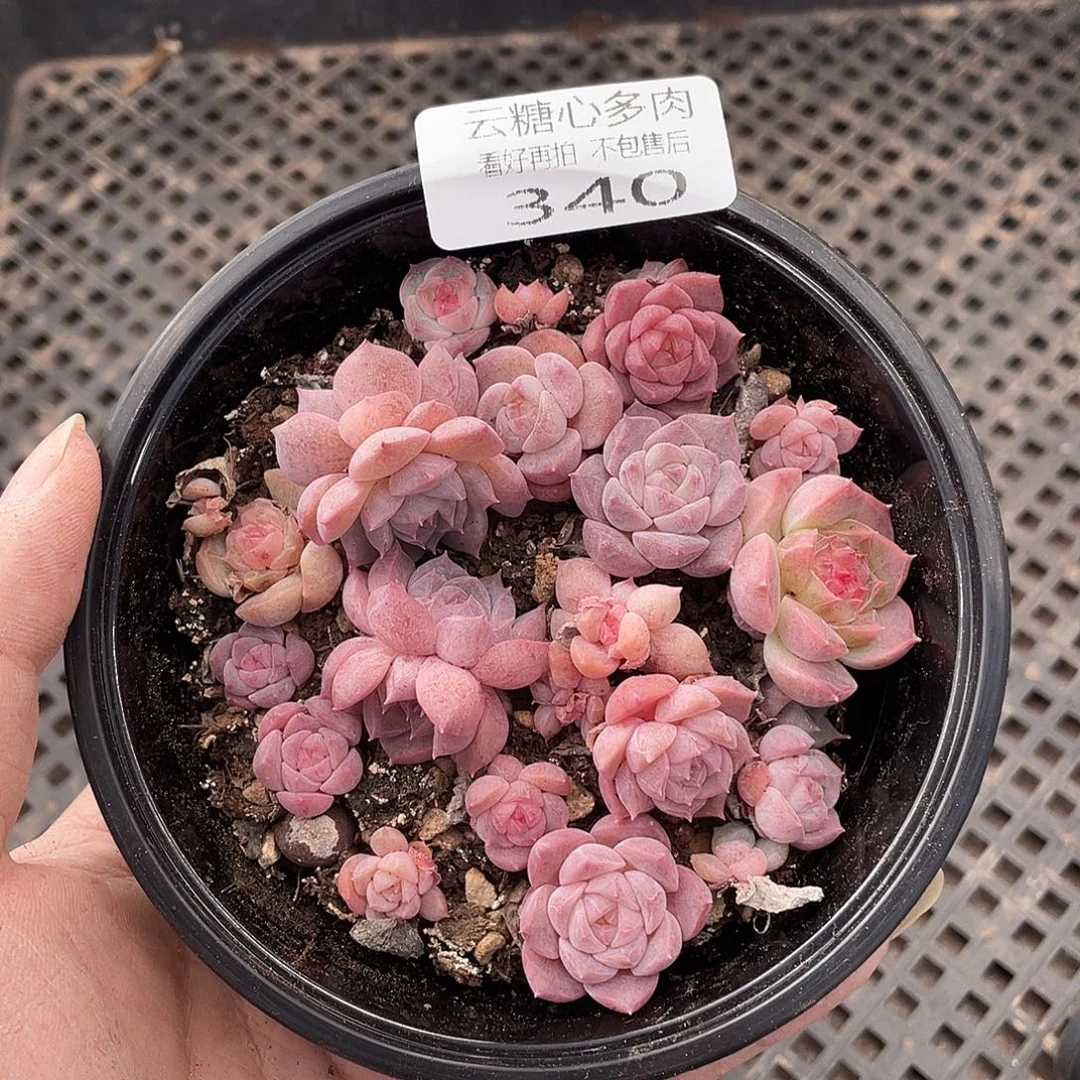 云糖心多肉植物340