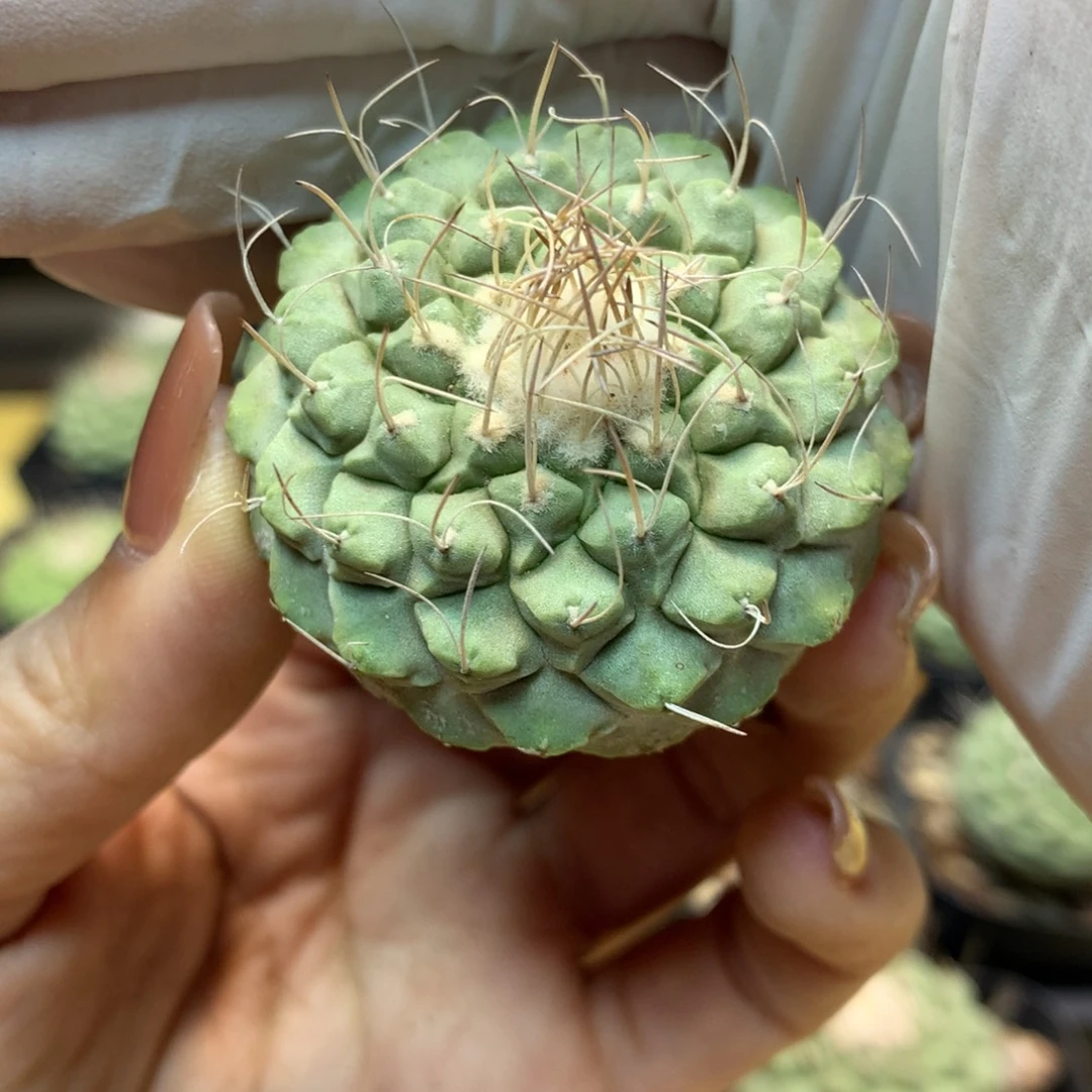 实生 菊水4公分起发