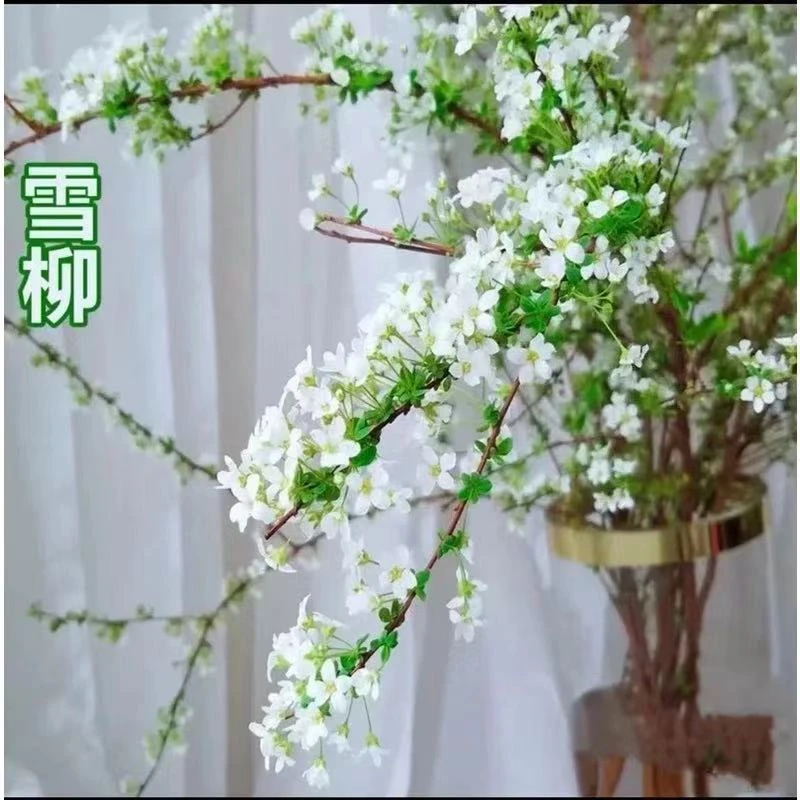 雪柳干枝鲜枝水培雪柳水养鲜切花年宵花带芽花苞绿植插花超长花期