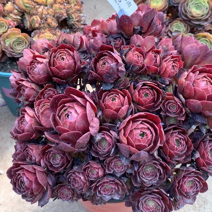 816红魔多肉植物特价不售后