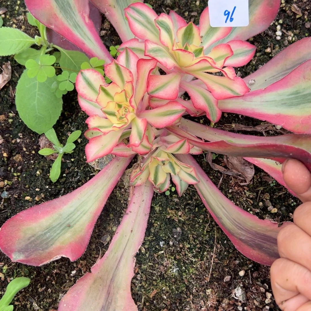 96爱丽丝砍头多肉嘻嘻嘻