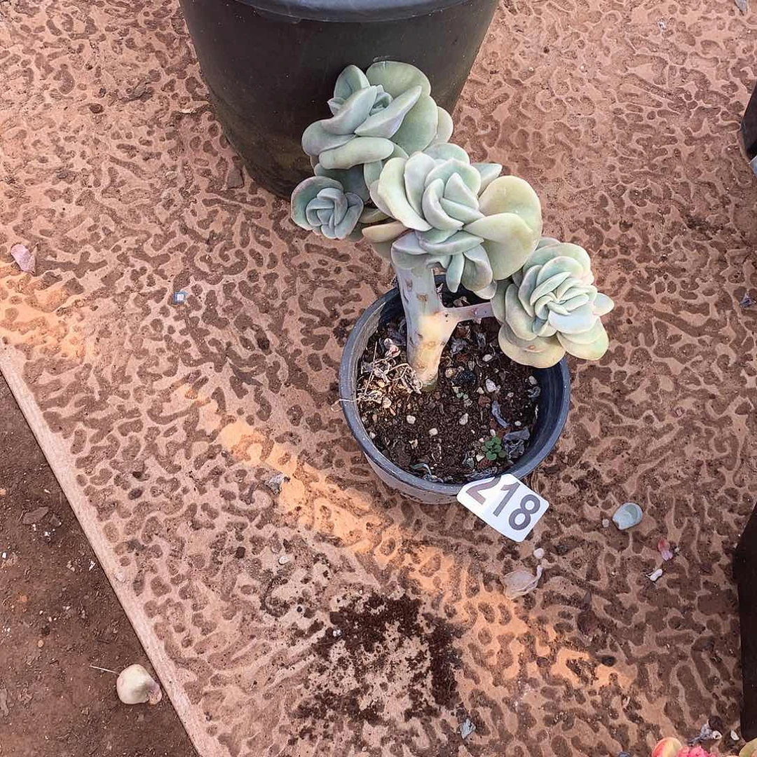 218可爱玫瑰 一物一拍多肉