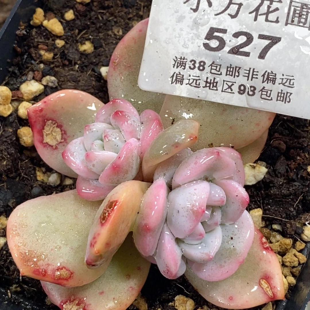 527梦露锦底座双头福伦锦