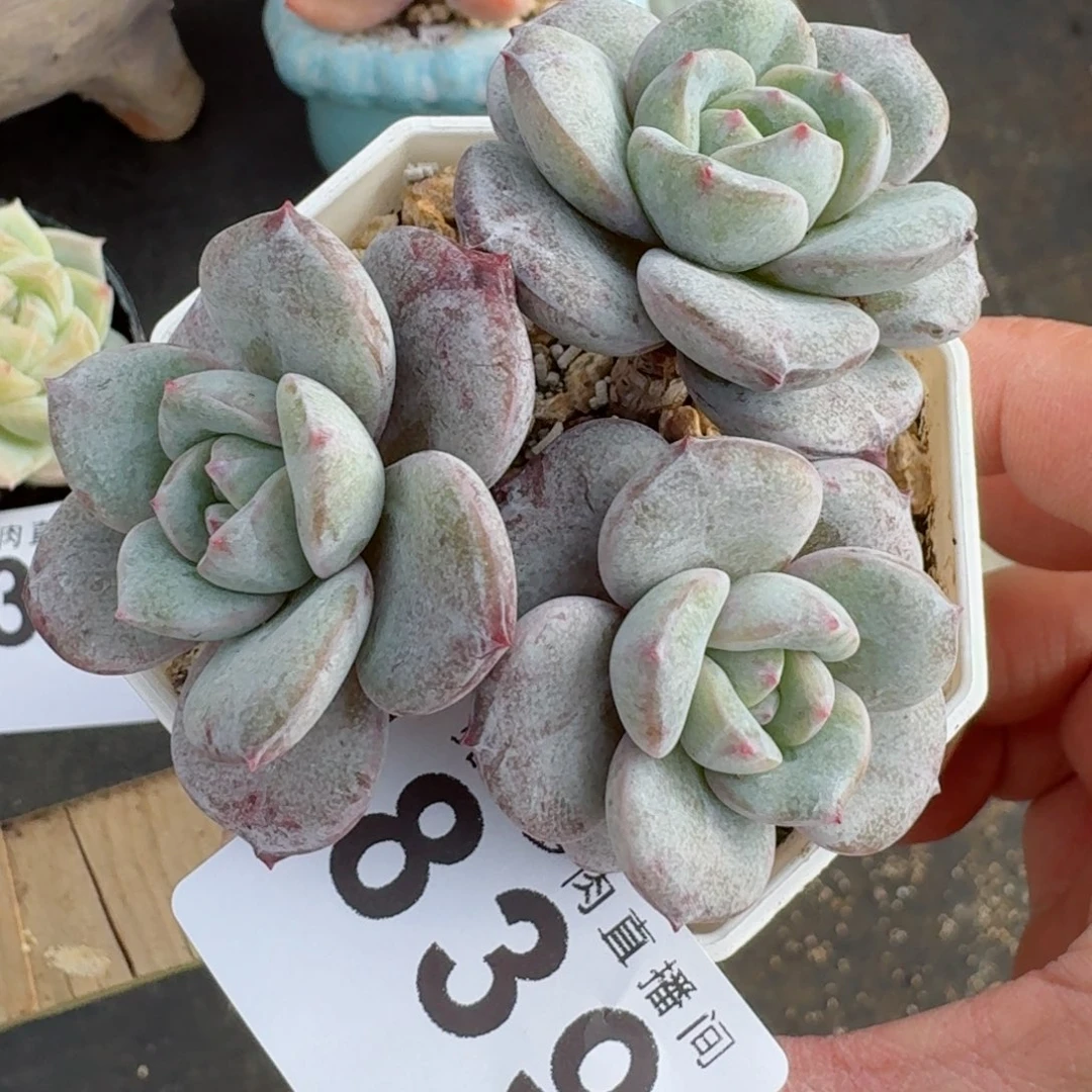 德国香槟      愿你一路坦途，乘风破浪展宏图