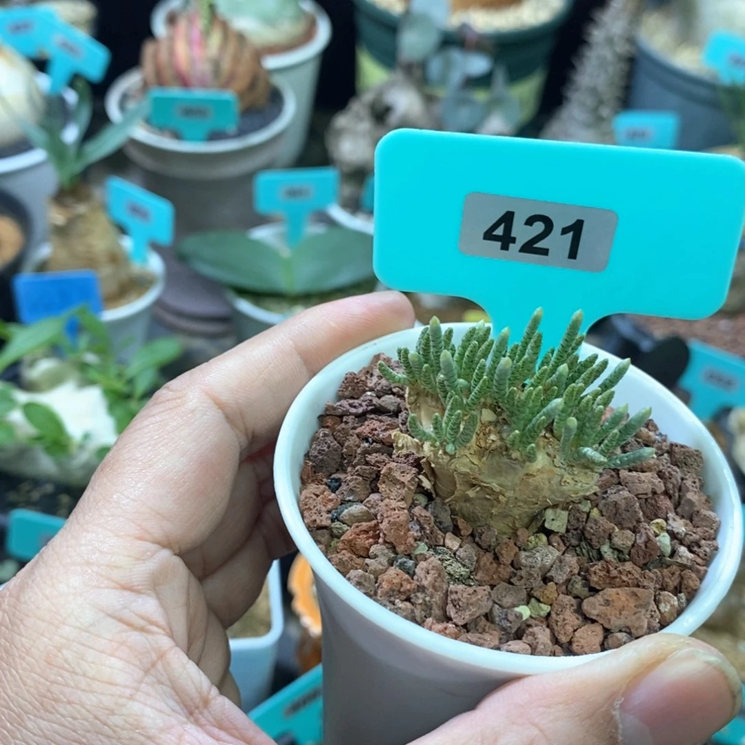 任锦多肉植物一个