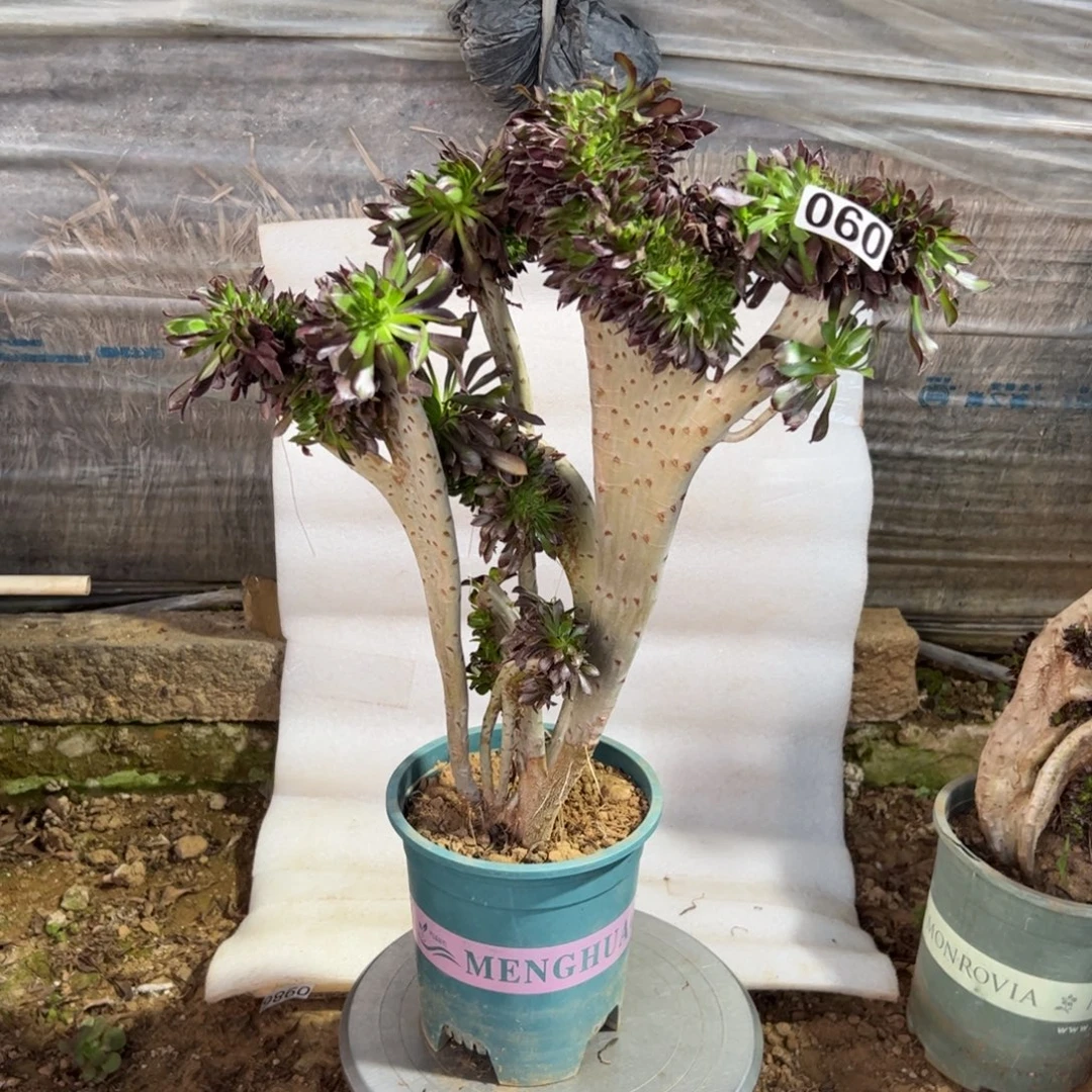 有伤黑缀060高度43厘米