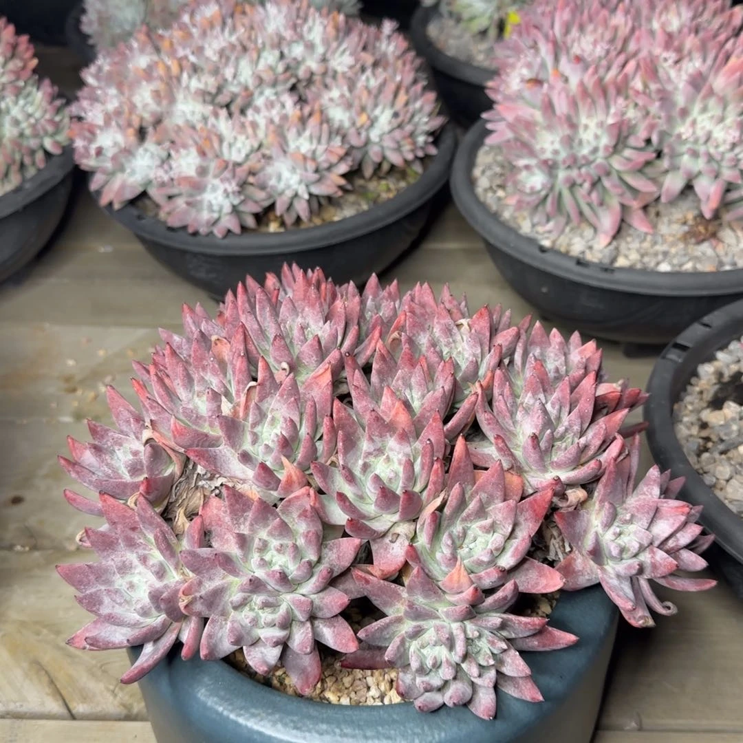 向**园20250202w多肉田园