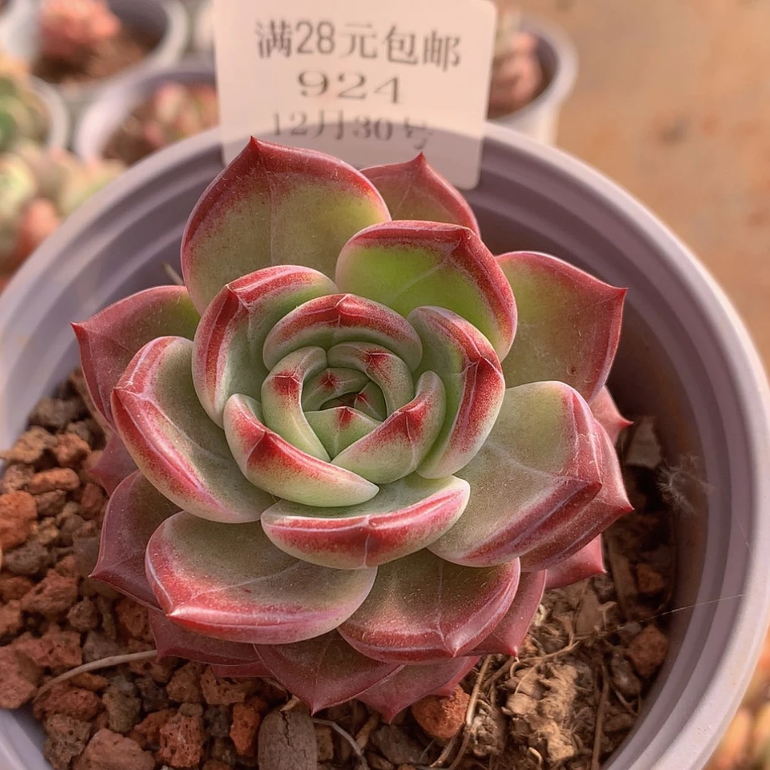 【闪购商品】云924号夜魔侠6厘米