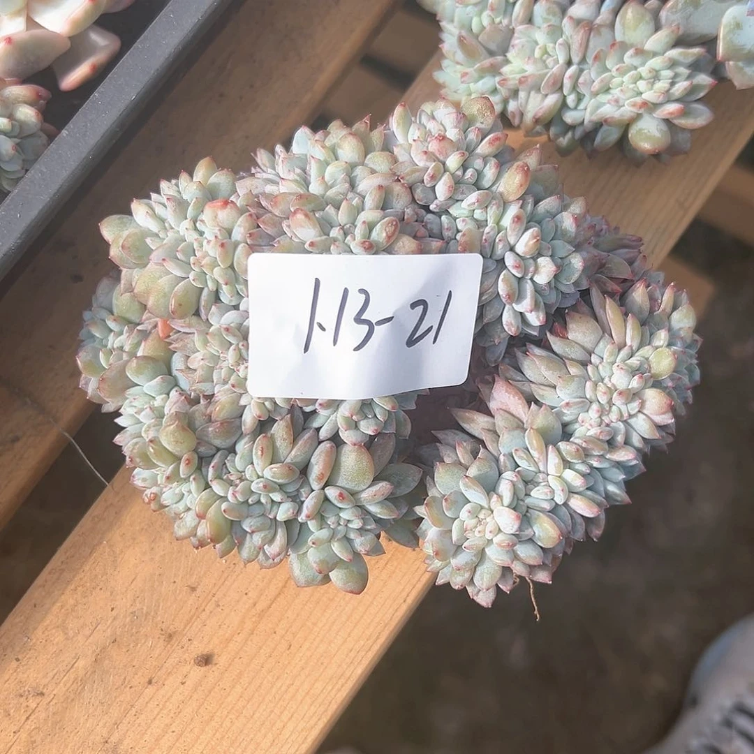 「****」1.13-21橙子缀化多肉