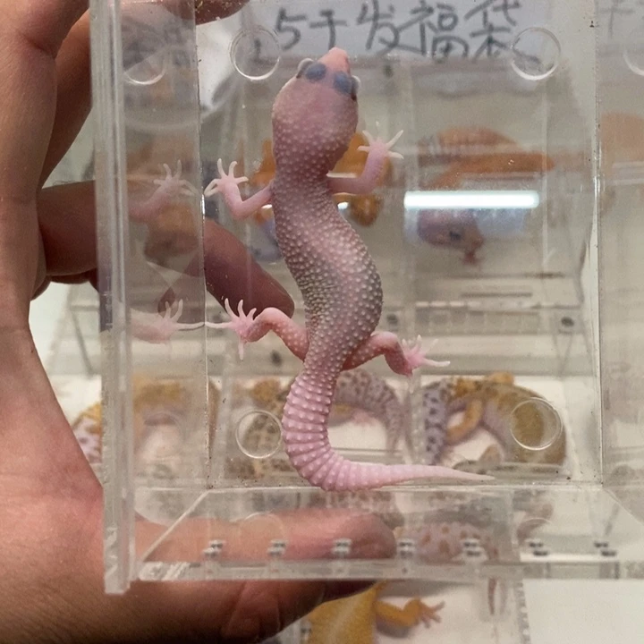 豹纹守宫恶魔白酒