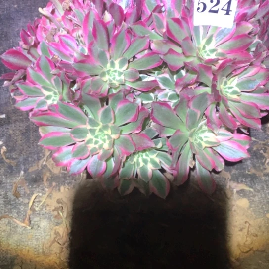 多肉植物女巫524