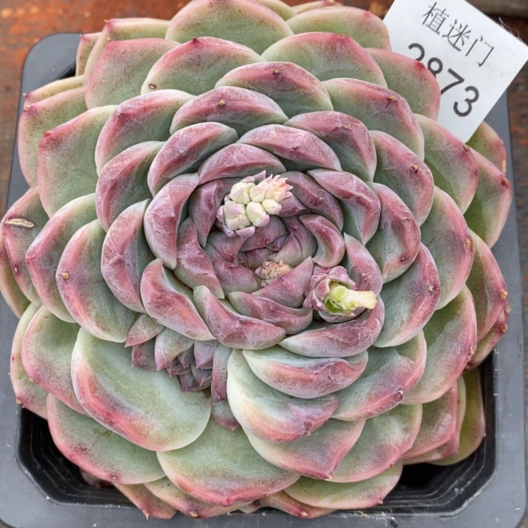 陆*子杂交精品多肉2873