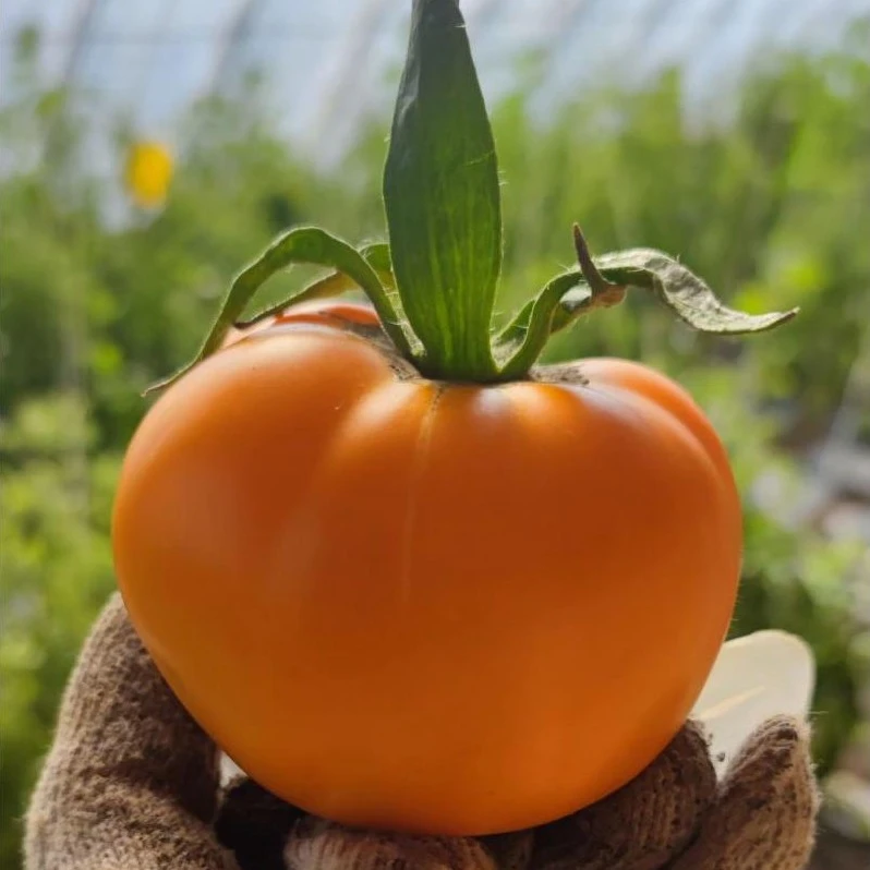 佳禾甘肃沙瓤老味黄色西红柿农家自种爆汁起沙可生吃酸甜可口