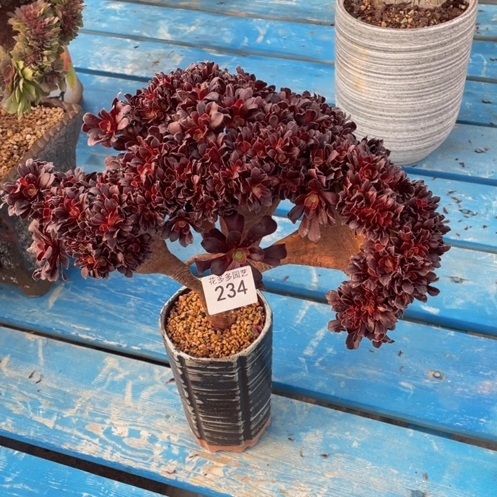 自**心234号欧子法师朵朵