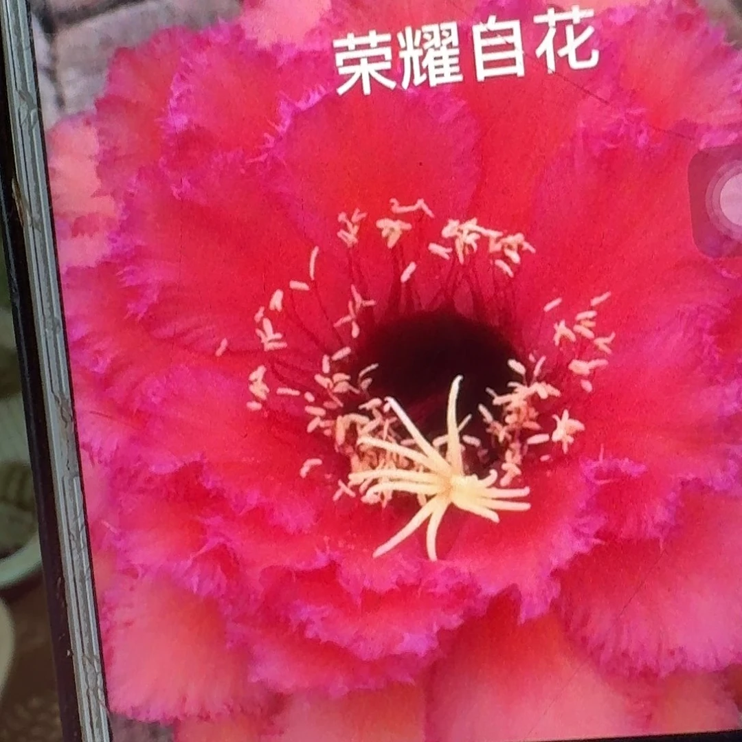 荣耀自花侧芽5公分毛花柱