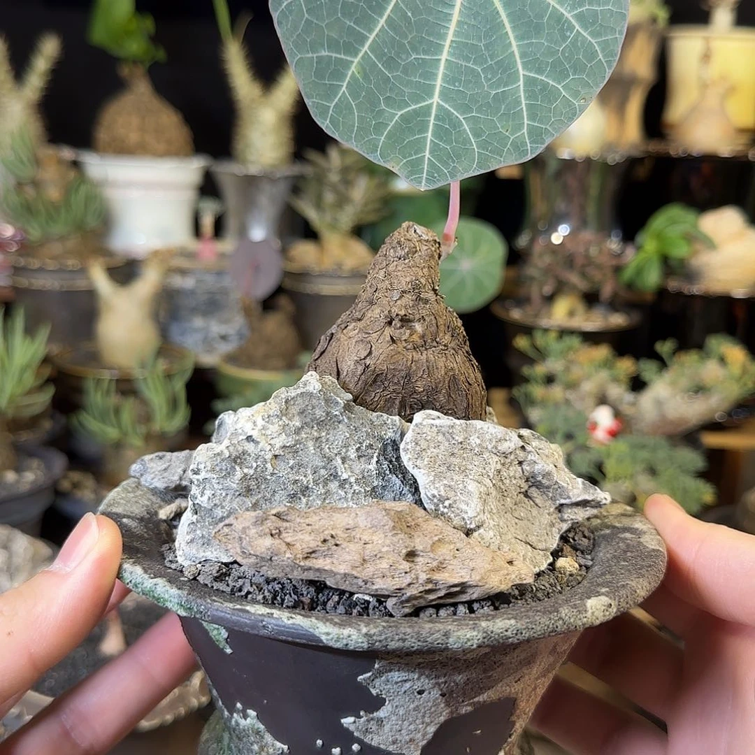 一物一拍老家一叶龟17