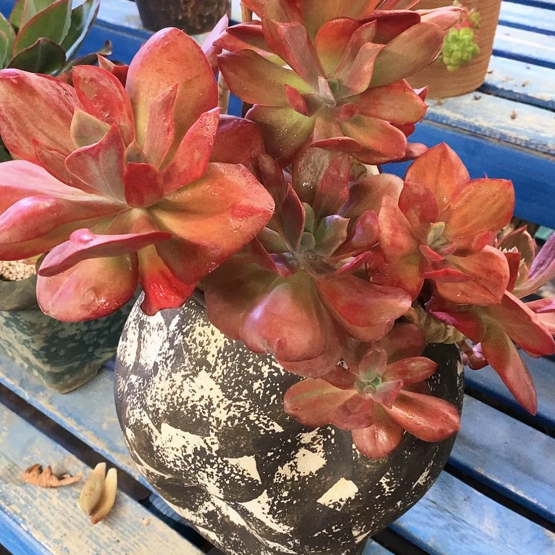 用****6老桩钻石锦多肉植物