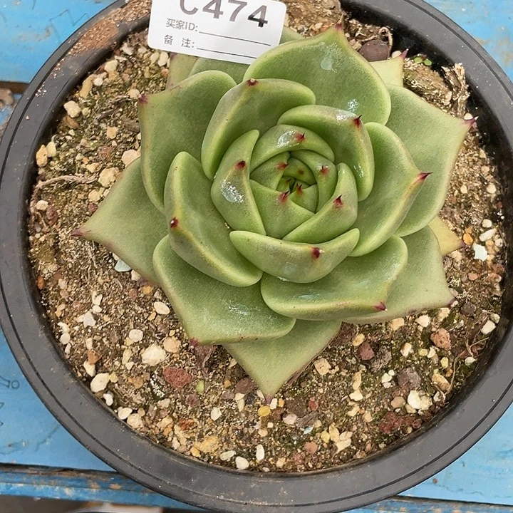 若如东云单拍C474