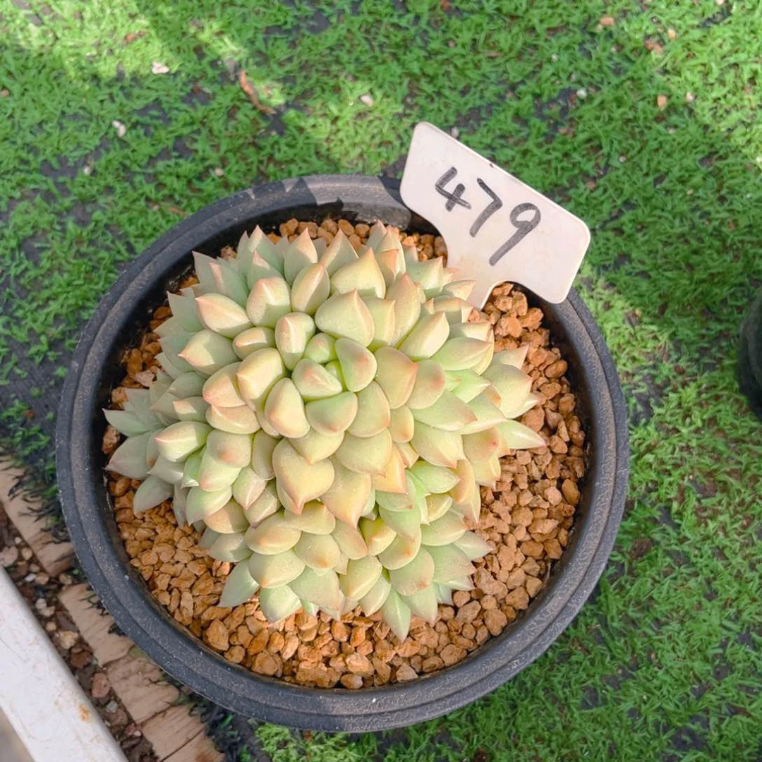 喵*人479dghhjjkkkkjjn