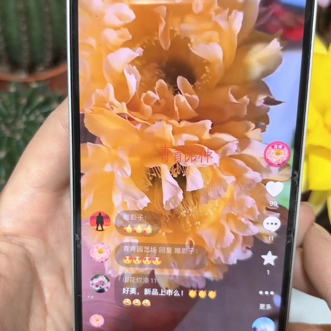 彩草黄金甲7公分左右