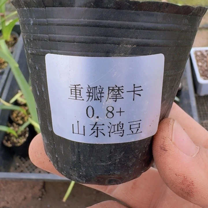 完全开放念*f摩卡