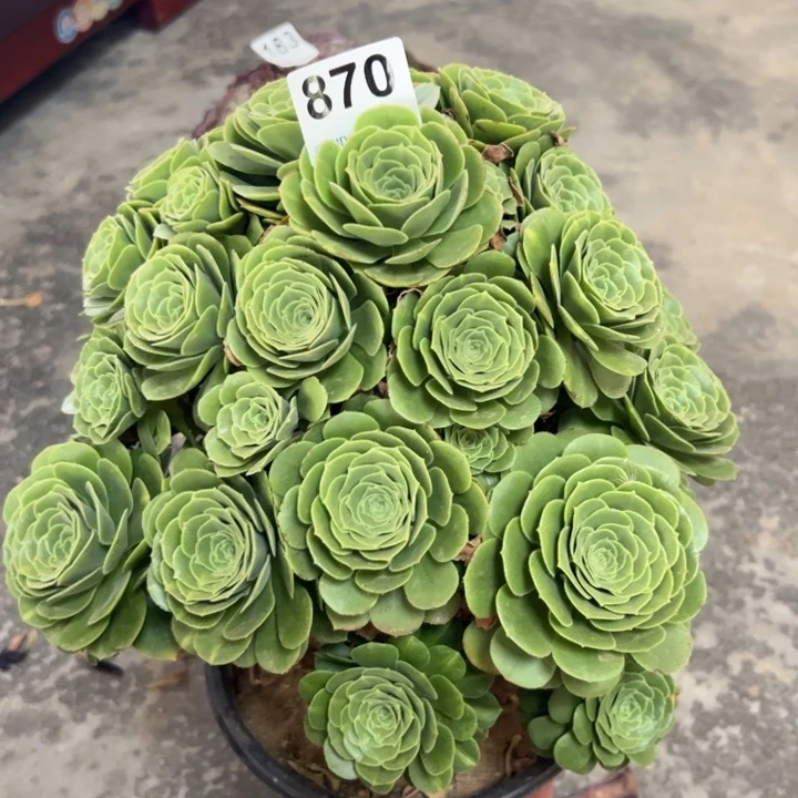 870绿羊绒30厘米左右