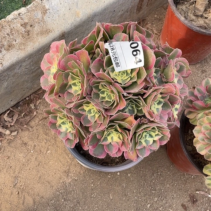 多肉植物白凤控养064