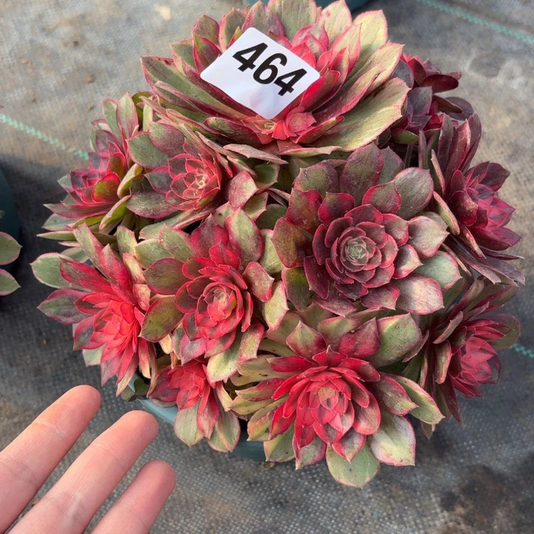 464黑嗯锦多肉植物福利