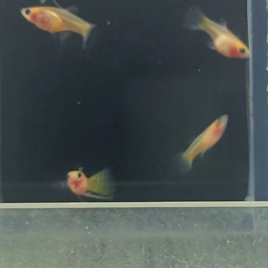 孔雀鱼品系孔雀鱼，自家繁育，一组一拍