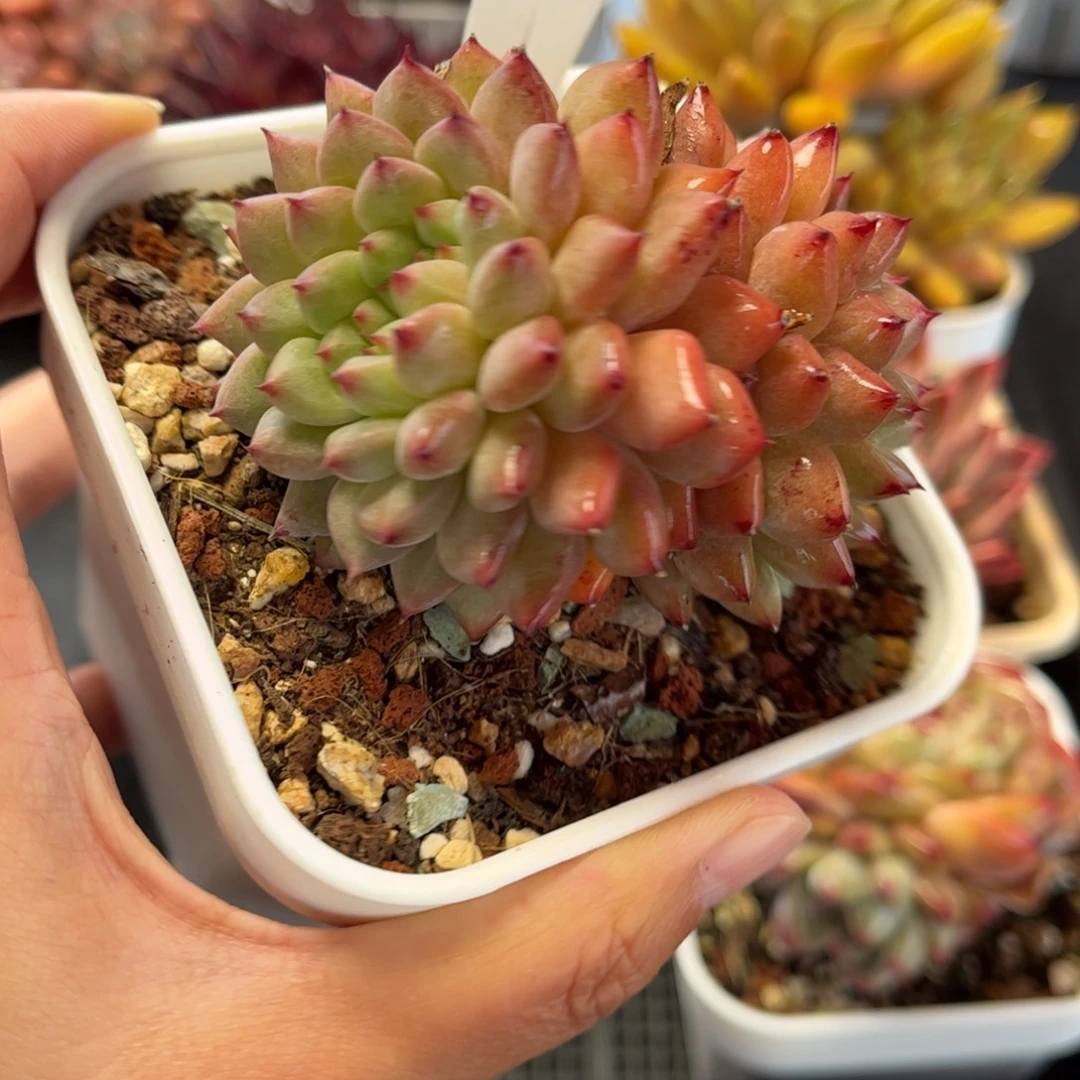 多肉植物0615 满30包邮