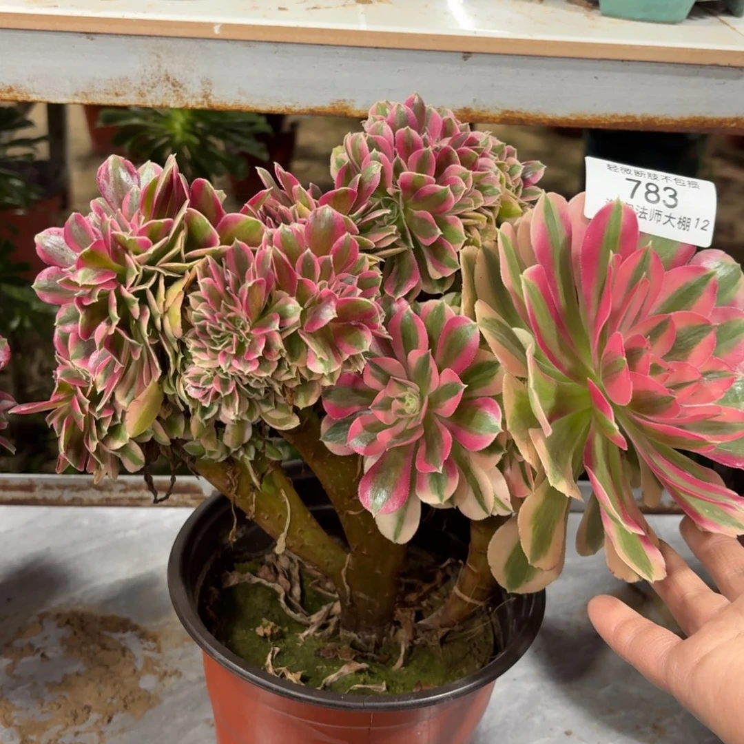 783粉女巫缀化多肉植物