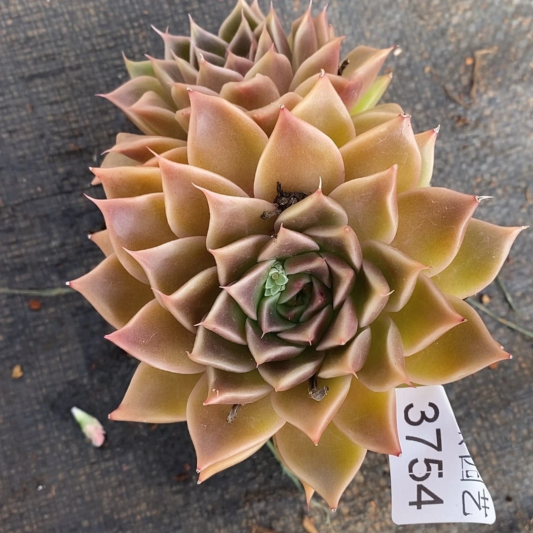 梦***玉3754杂交老桩基地～12厘米