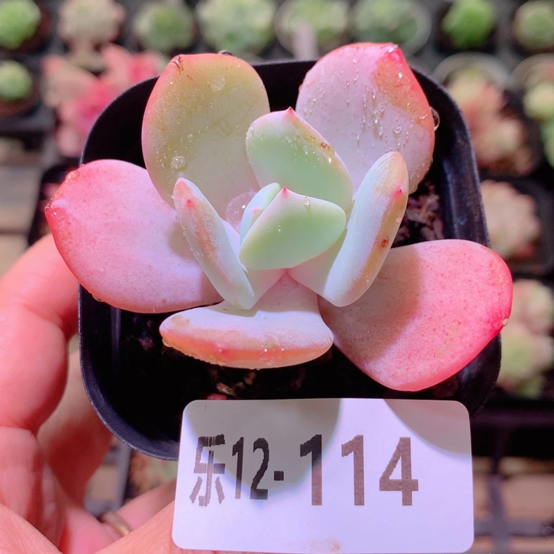 乐然12-114 奶茶单头