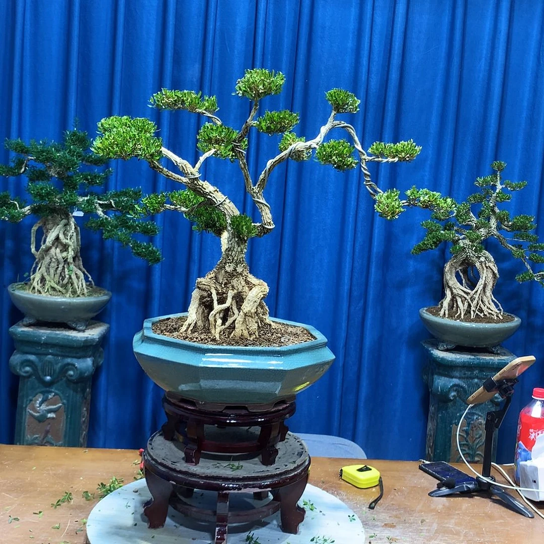 无花朵黄杨盆景一物一拍