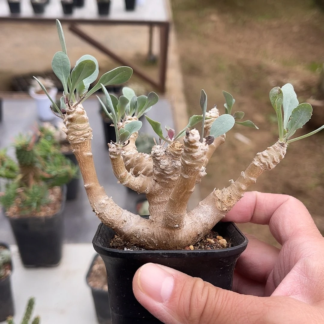 实生装甲厚敦菊一物一拍