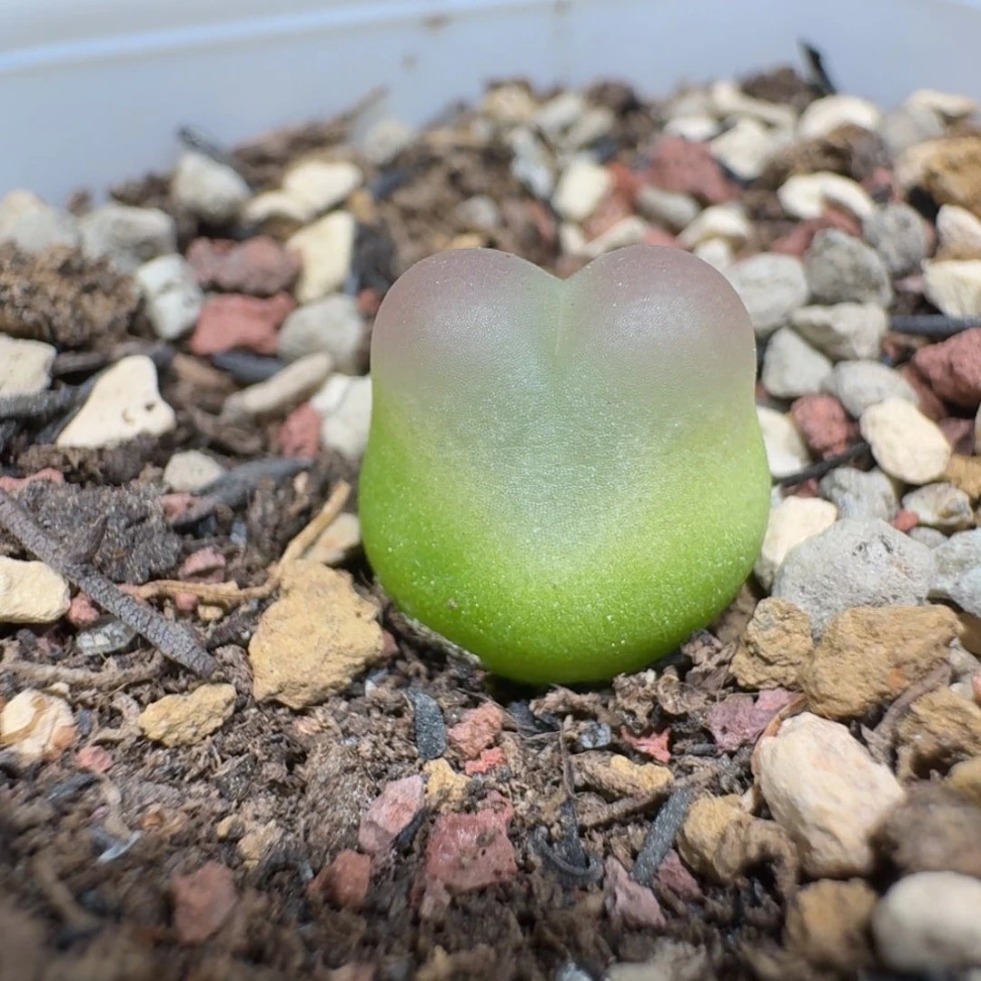 蘑菇1182拉登多肉植物