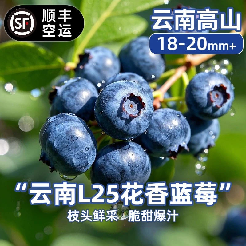 【顺丰空运】L25云南花香蓝莓18mm+新鲜采摘蓝莓大果125g/盒