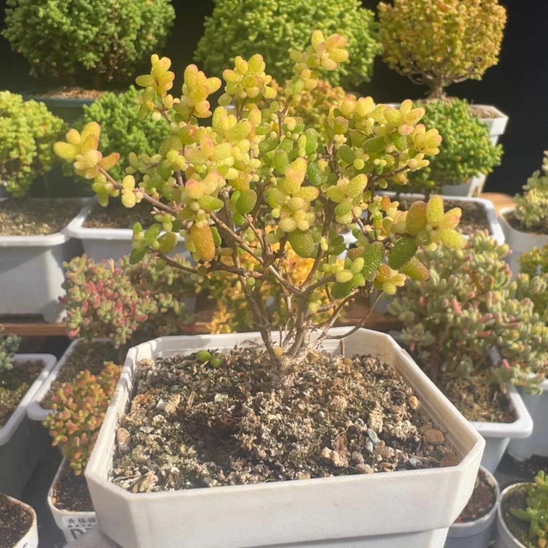 D7341糖球三号锦粉锦