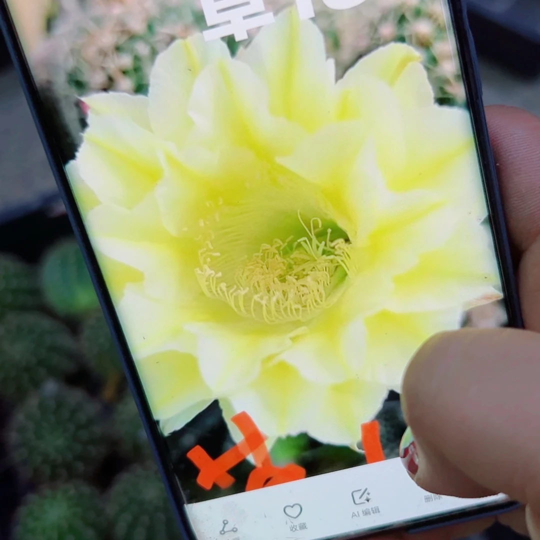 下76彩草186 歪无根侧芽4公分左右20包邮