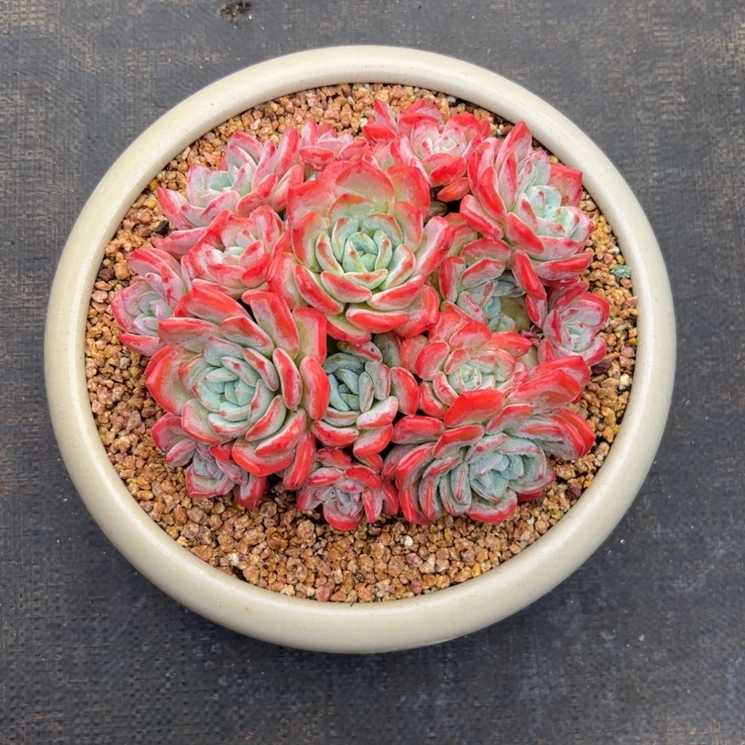 丫***丫冷橙自然群多肉植物