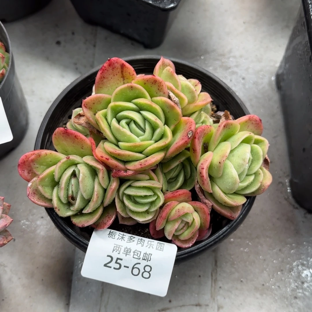 25-68冰玫瑰锦多肉植物