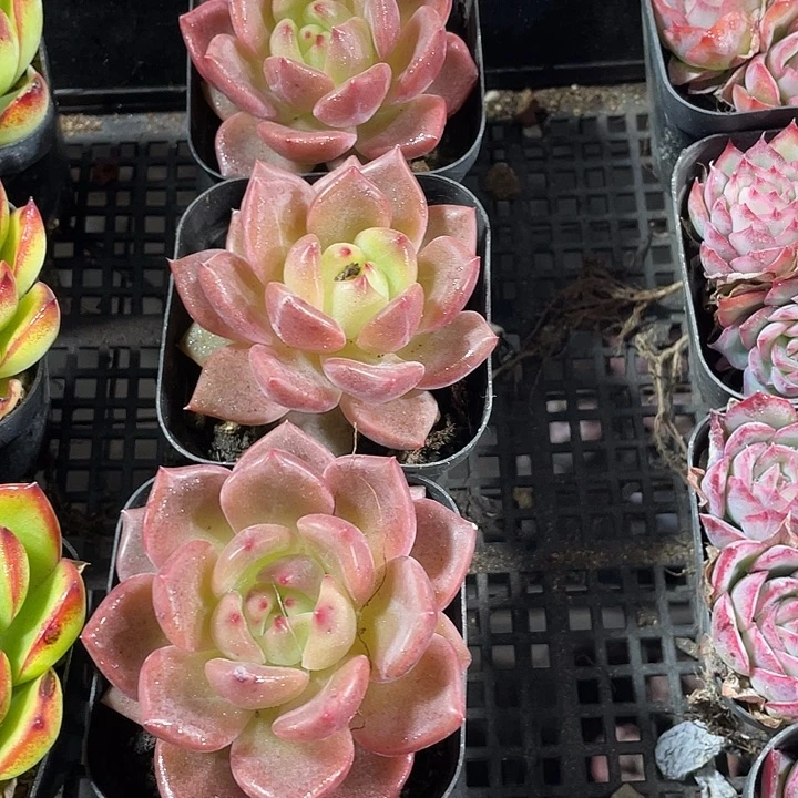 红橙3.8到盆土发货