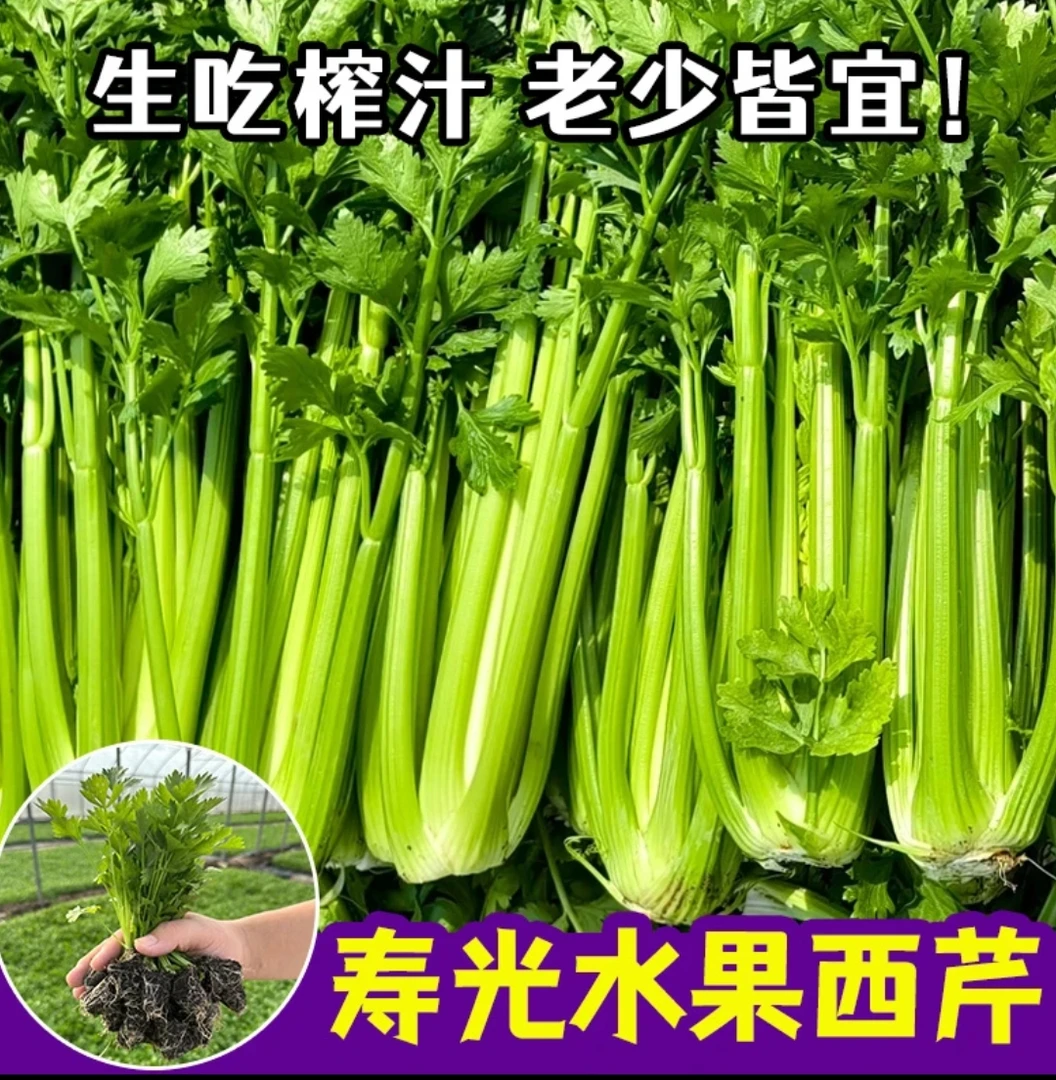 【山东寿光优质芹菜苗】浓香四季芹菜苗西芹苗阳台小院泡沫箱种植