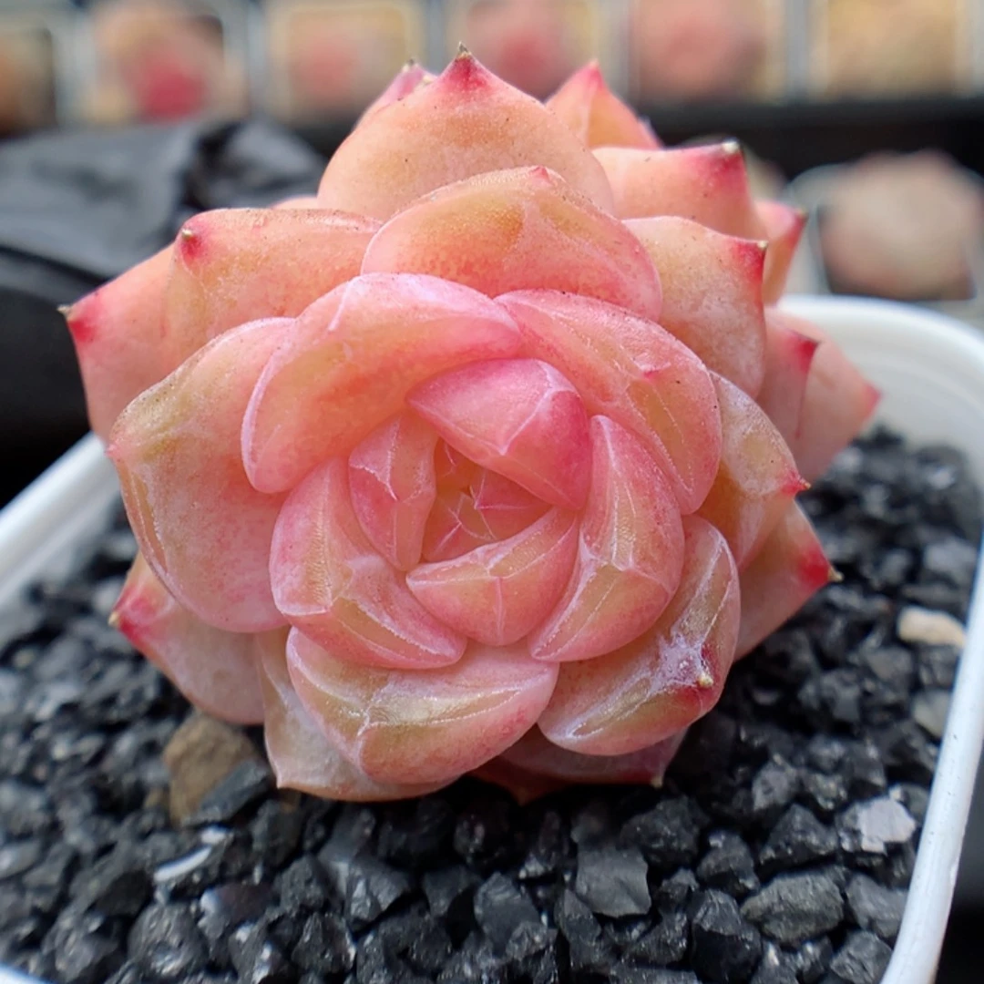 多肉植物。 糖心31