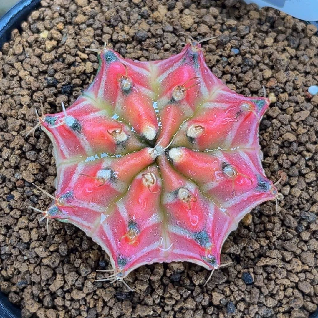 桃太郎实生 米哈仙人球