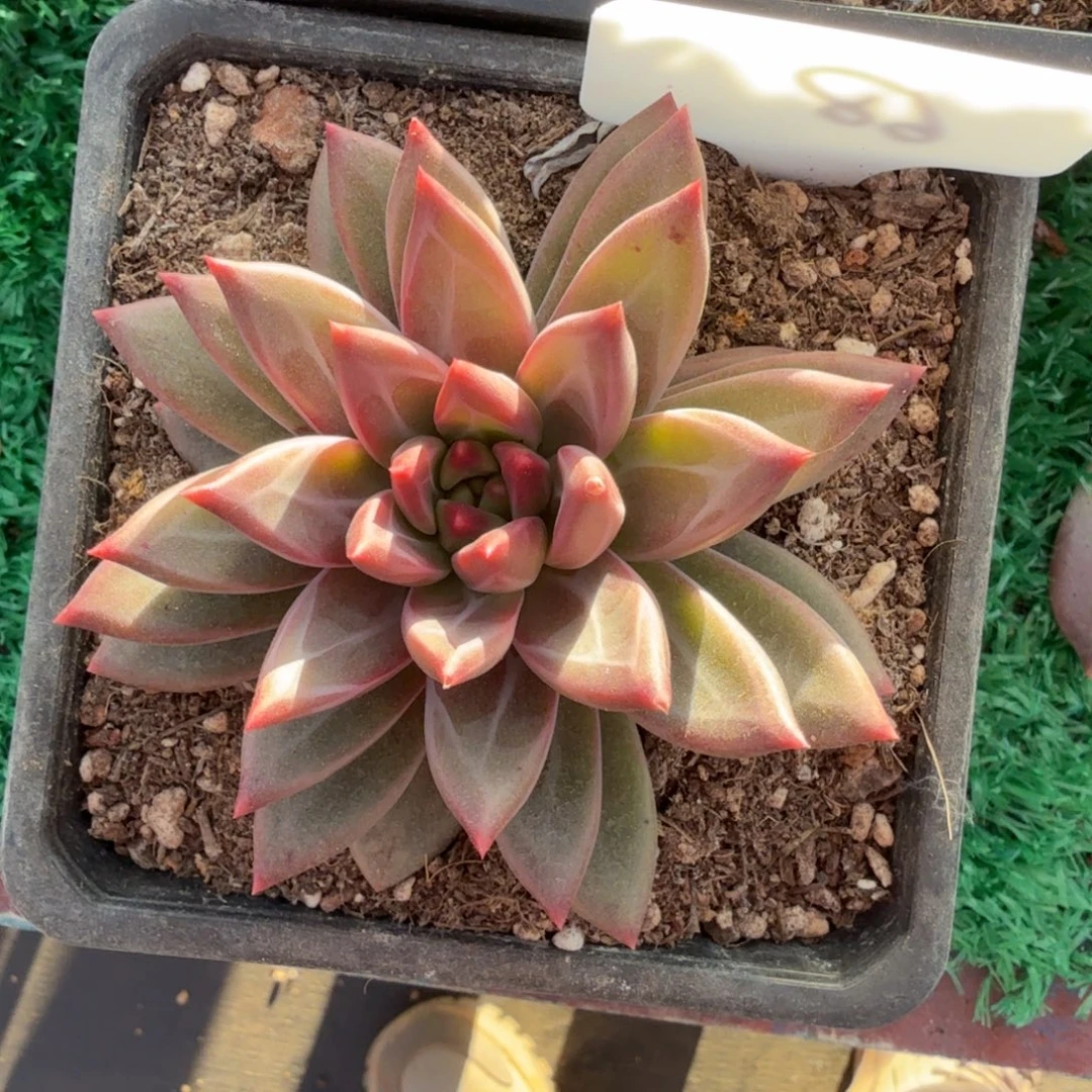 小***-无花朵哈哈哈哈哈哈哈哈哈哈