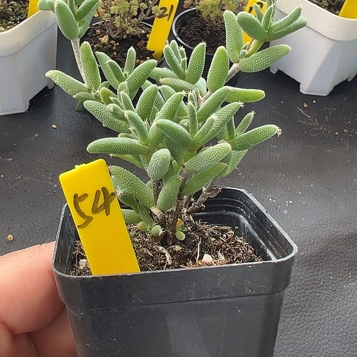 54号玉米一物一拍
